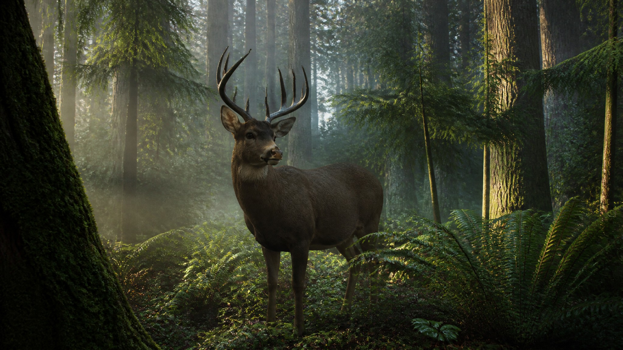 Blacktail Deer Rut Hunting in Oregon's Coast Range: Scrapes, Rubs, and the November Window That Changes Everything
