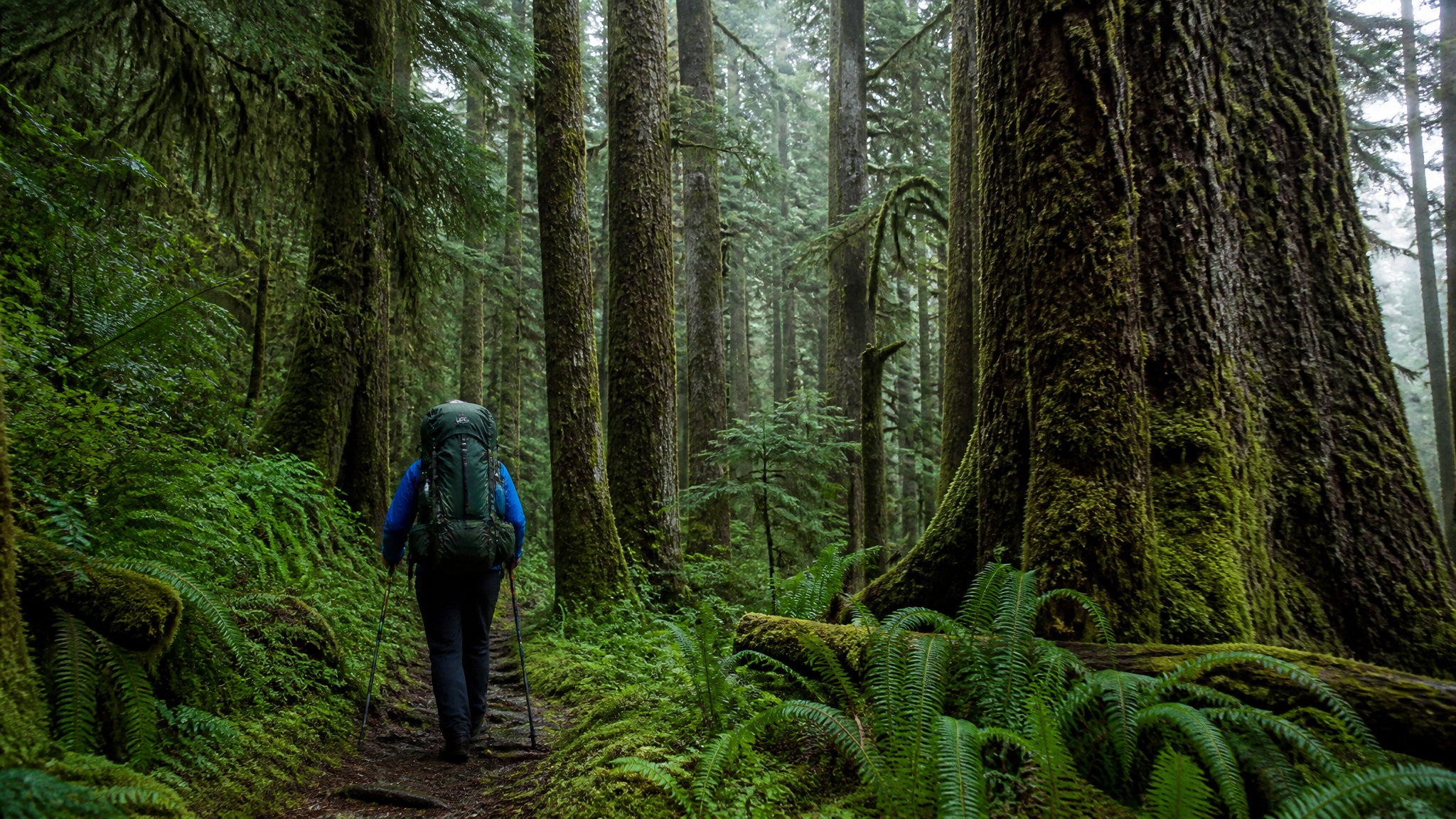 Cummins Creek Wilderness: Backpacking Oregon's Old-Growth Coast Range Above Cape Perpetua