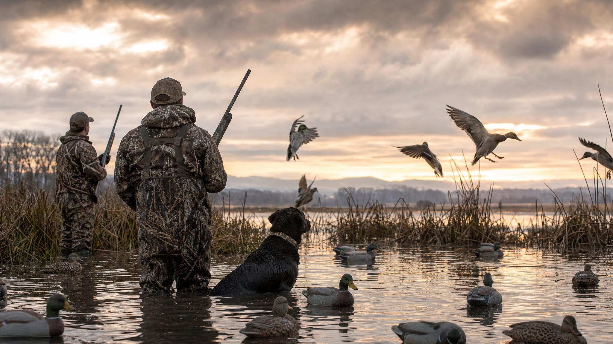 Sauvie Island Duck Hunting: Oregon's Premier Public Waterfowl Area for the October Opener