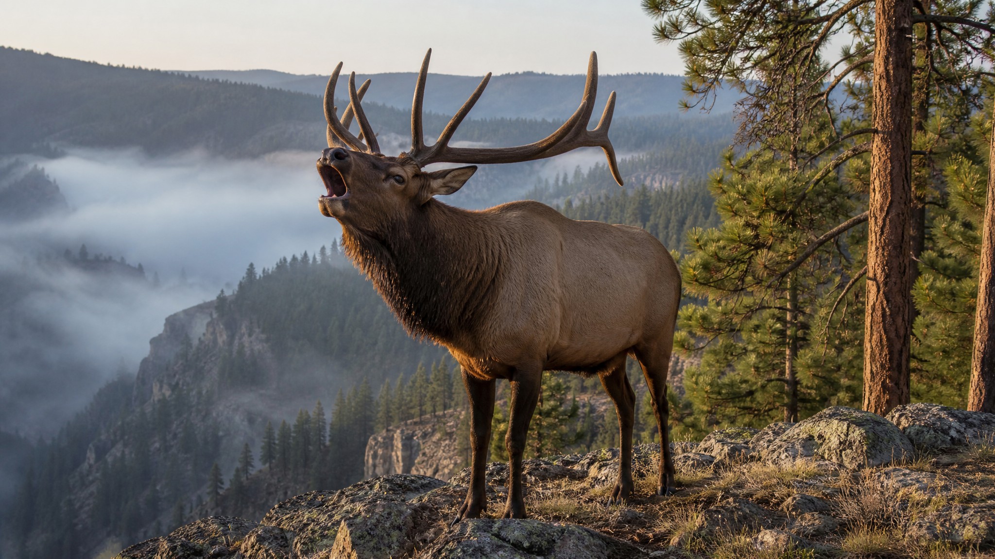 Archery Elk on Oregon's Wenaha Unit: Blue Mountains Bulls Near the Washington Border